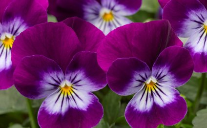 Виола рогатая (Viola cornuta)