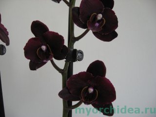черная орхидея фото