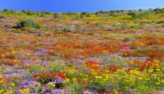 Цветочный рай: ковер из фиалок в Южной Африке