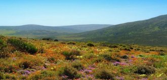 Цветочный рай: ковер из фиалок в Южной Африке