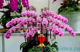 Цветущая орхидея фаленопсис фото