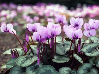 Cyclamen - фиолетовые цветы на фото