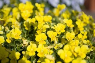 Фиалка рогатая Фиалка рогатая