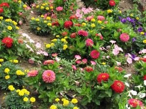 Классификация однолетних низкорослых цветов для клумб