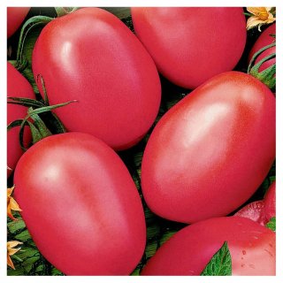 Огород: Сорта розовых томатов