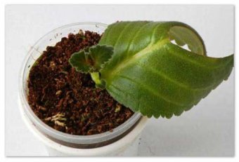 простое размножение  глоксинии листом