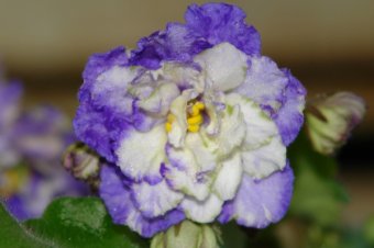 Сине-белая фиалка во время цветения