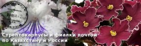 Стрептокарпусы и фиалки почтой по Казахстану и России
